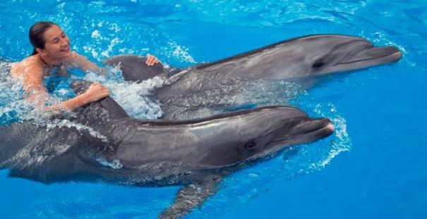 плавання з дельфінами